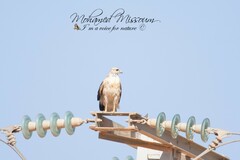 Buteo rufinus cirtensis