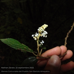 Ceanothus caeruleus