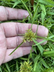 Cyperus polystachyos