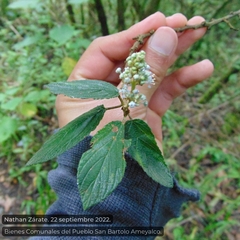 Ceanothus caeruleus