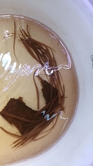 Doryichthys martensii