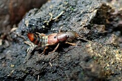 Platydracus cinnamopterus