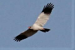 Melierax canorus canorus