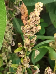 Chenopodium betaceum