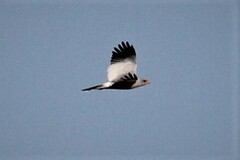 Melierax canorus canorus