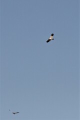 Melierax canorus canorus