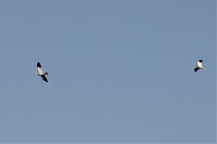 Melierax canorus canorus