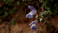Salvia dentata