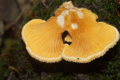 Phyllotopsis nidulans