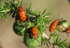 Crioceris duodecimpunctata