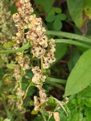 Chenopodium betaceum