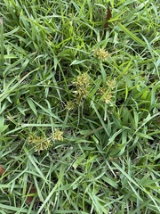Cyperus polystachyos