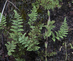 Myriopteris fendleri