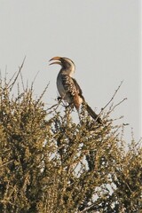 Tockus leucomelas leucomelas