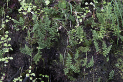 Myriopteris fendleri