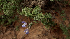 Salvia dentata