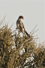 Tockus leucomelas leucomelas