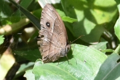 Bicyclus safitza