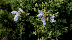 Salvia dentata