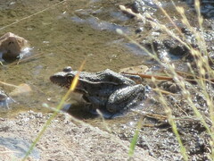 Lithobates berlandieri