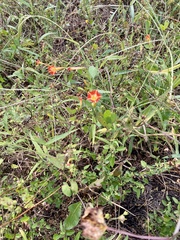 Ipomoea coccinea