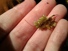 Azolla