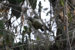 Nectariniidae