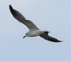 Leucophaeus atricilla