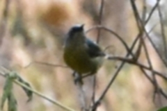 Nectariniidae