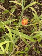 Ipomoea coccinea