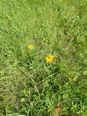 Rudbeckia