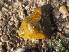 Ancylus fluviatilis