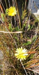 Ursinia dentata