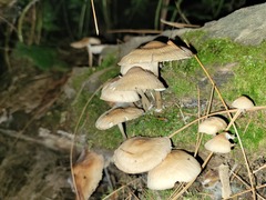 Mycena galericulata
