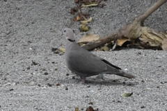 Streptopelia semitorquata