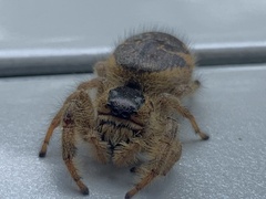 Paraphidippus