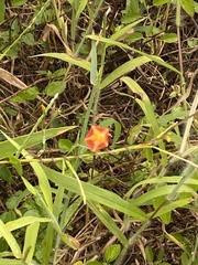 Ipomoea coccinea