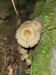 Mycena galericulata