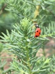 Coccinella algerica