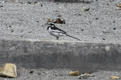Motacilla aguimp
