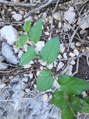 Celtis reticulata