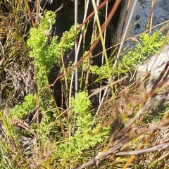 Ursinia dentata