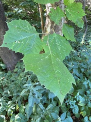 Platanus occidentalis