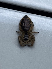 Paraphidippus