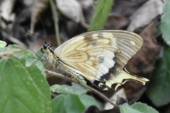 Papilio dardanus