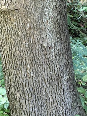 Platanus occidentalis