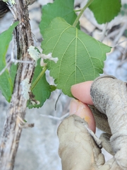 Celtis reticulata