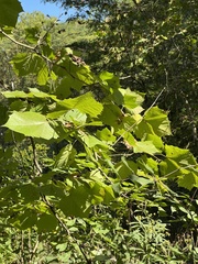 Platanus occidentalis