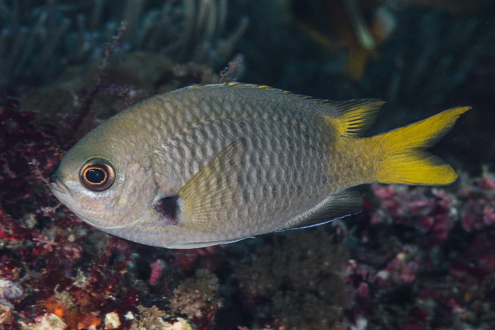Pura Chromis
