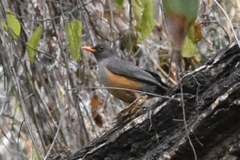 Turdus abyssinicus
